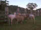 sheep.jpg (25736 bytes)