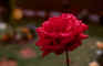 the rose.jpg (19905 bytes)