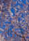 blossom1.jpg (71609 bytes)