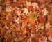 leaves.jpg (61269 bytes)