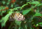 butterfly.jpg (32494 bytes)