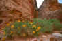 canyon_flowers.jpg (42316 bytes)