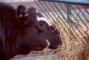 cow.jpg (33717 bytes)