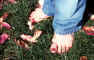 painted_nails2.jpg (54189 bytes)