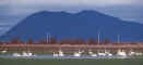 swans1.jpg (12910 bytes)