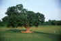 tree_blanket.jpg (32543 bytes)