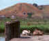 ducks.jpg (24540 bytes)