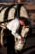 feeding horse.jpg (22514 bytes)