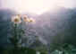 crucible_flowers.jpg (23997 bytes)